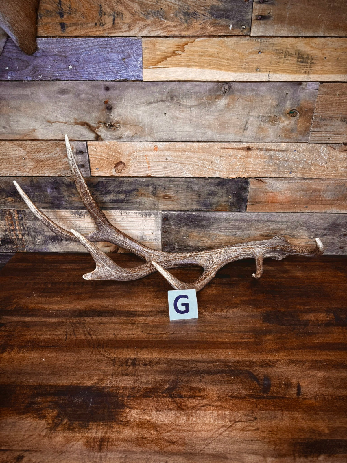 Red Stag Antlers 27–31" – Choose Your Piece | Medium Size | Fall Collection