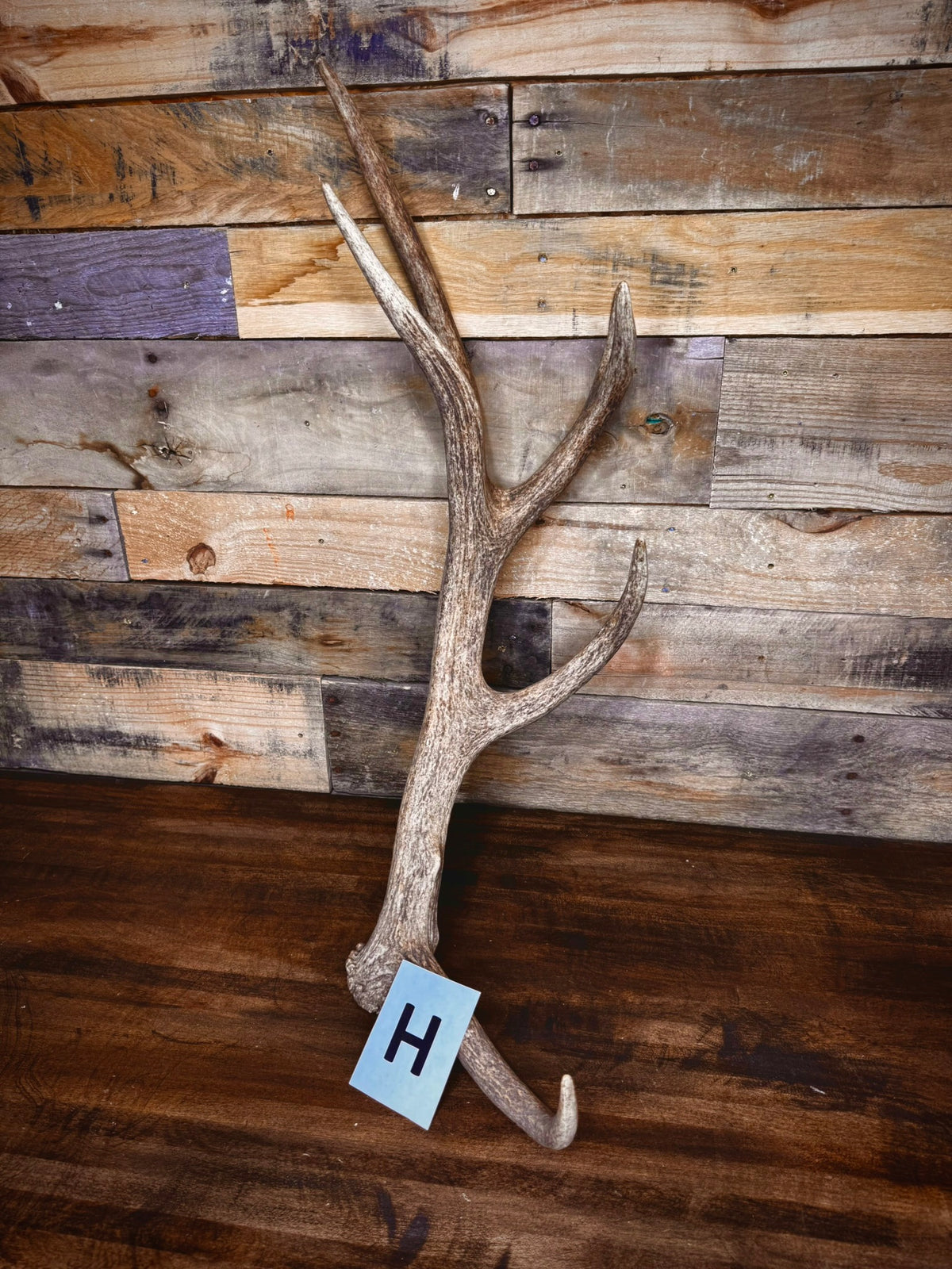 Red Stag Antlers 27–31" – Choose Your Piece | Medium Size | Fall Collection