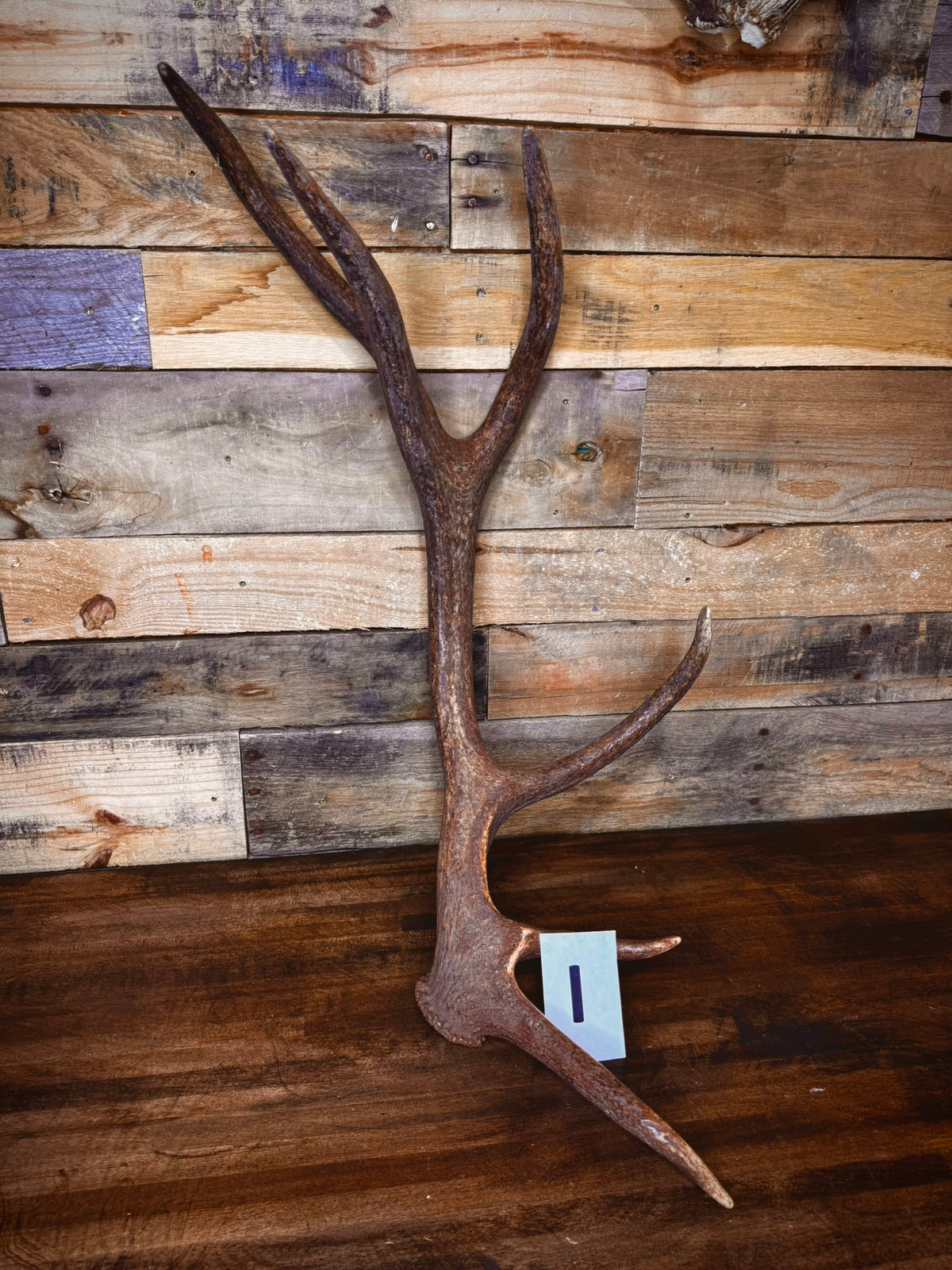 Red Stag Antlers 27–31" – Choose Your Piece | Medium Size | Fall Collection