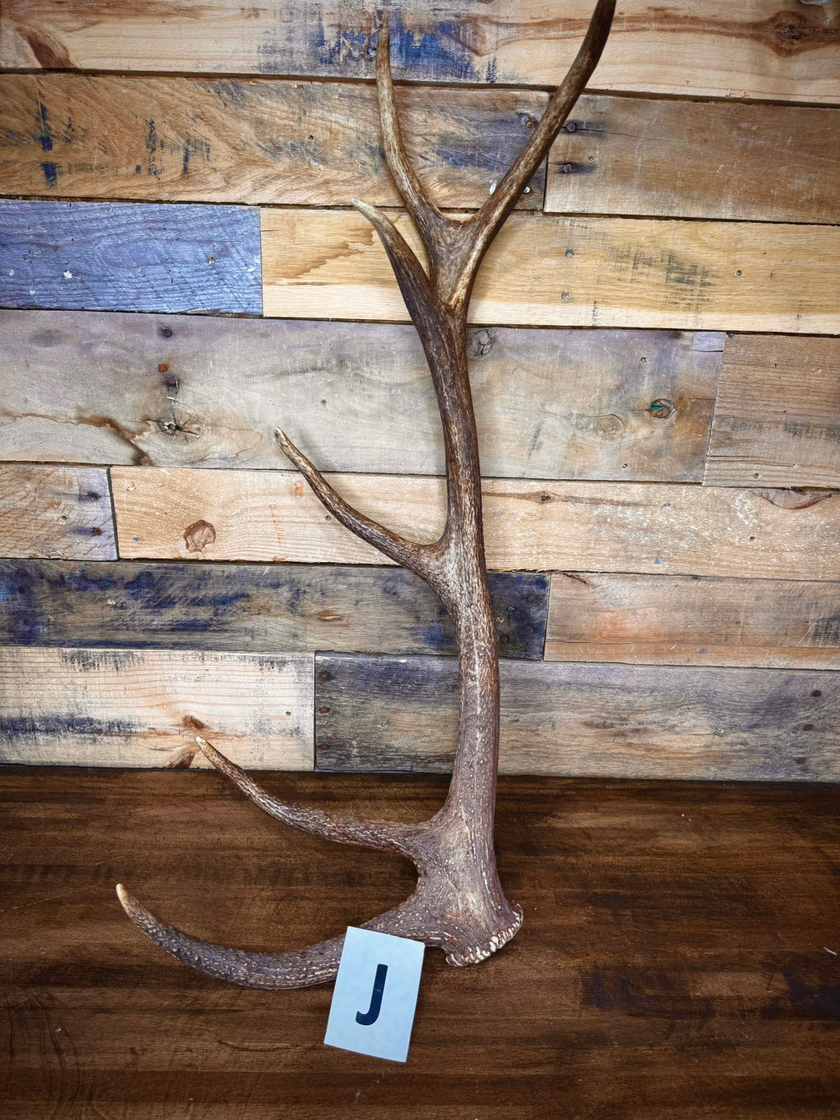 Red Stag Antlers 27–31" – Choose Your Piece | Medium Size | Fall Collection