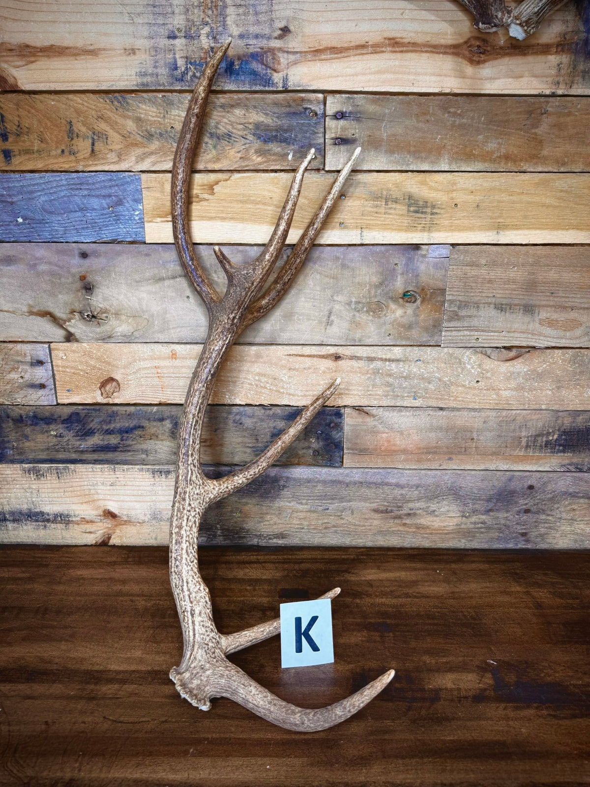 Red Stag Antlers 27–31" – Choose Your Piece | Medium Size | Fall Collection