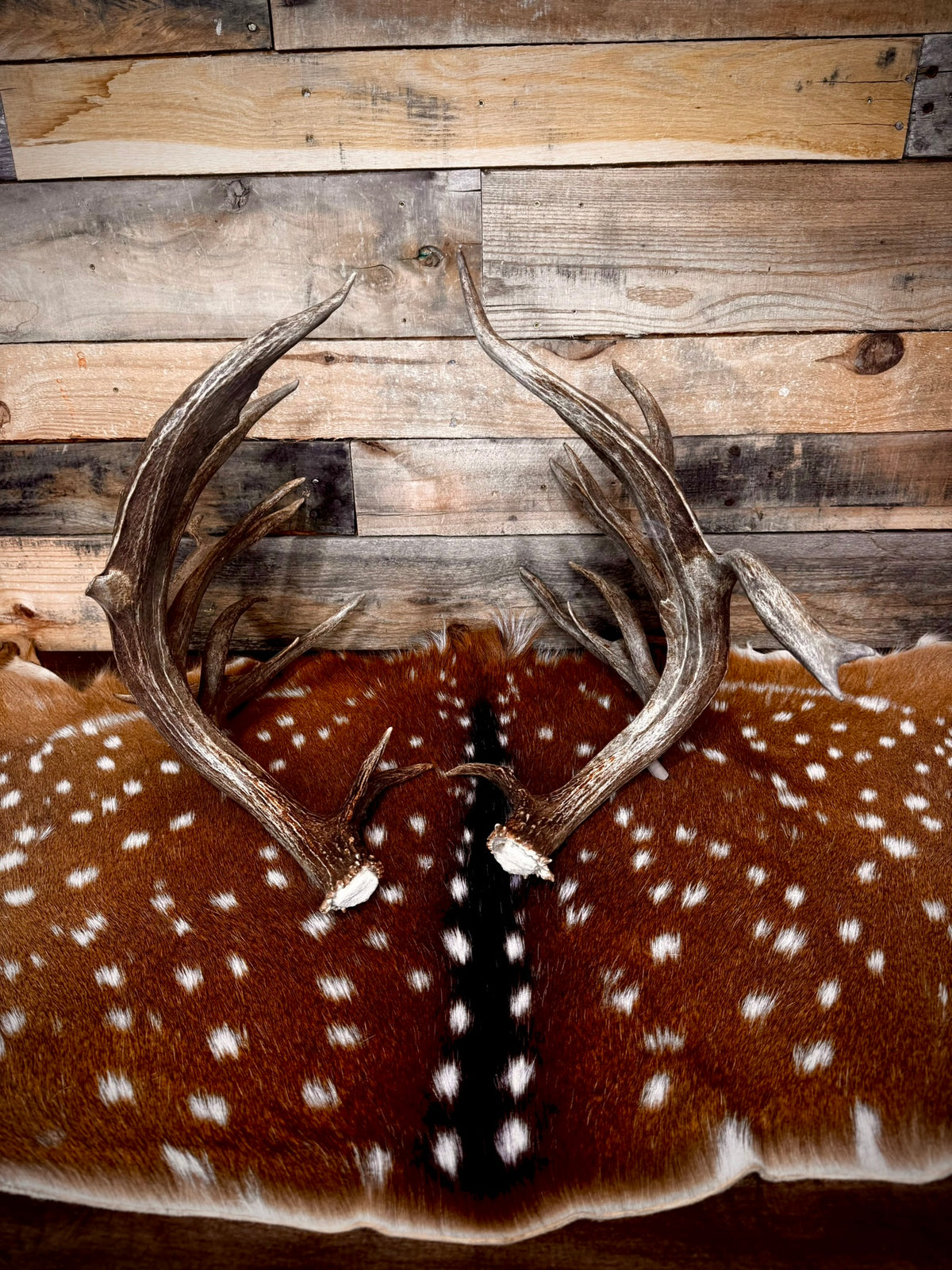 213" Giant Matching Pair of Whitetail Sheds | Non-Typical | Drop Tine