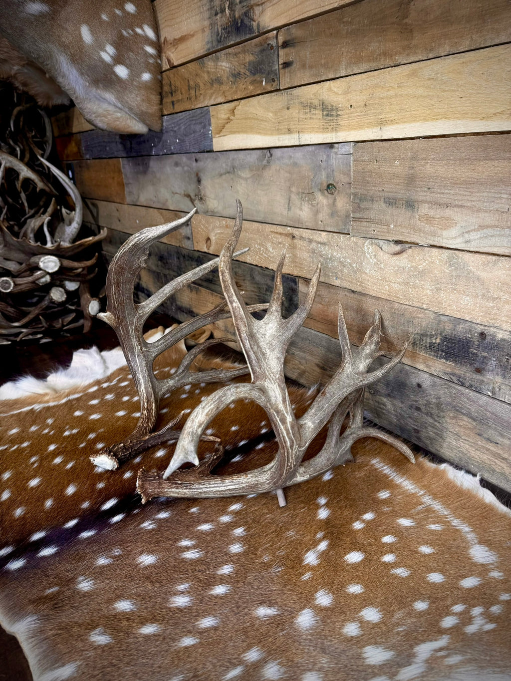 213" Giant Matching Pair of Whitetail Sheds | Non-Typical | Drop Tine