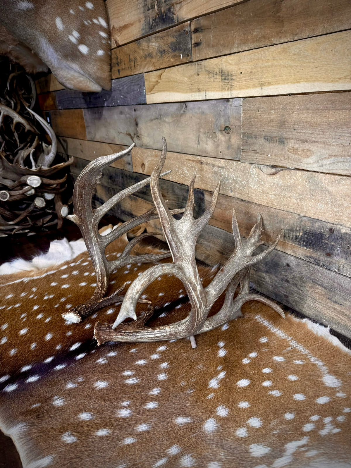 213" Giant Matching Pair of Whitetail Sheds | Non-Typical | Drop Tine