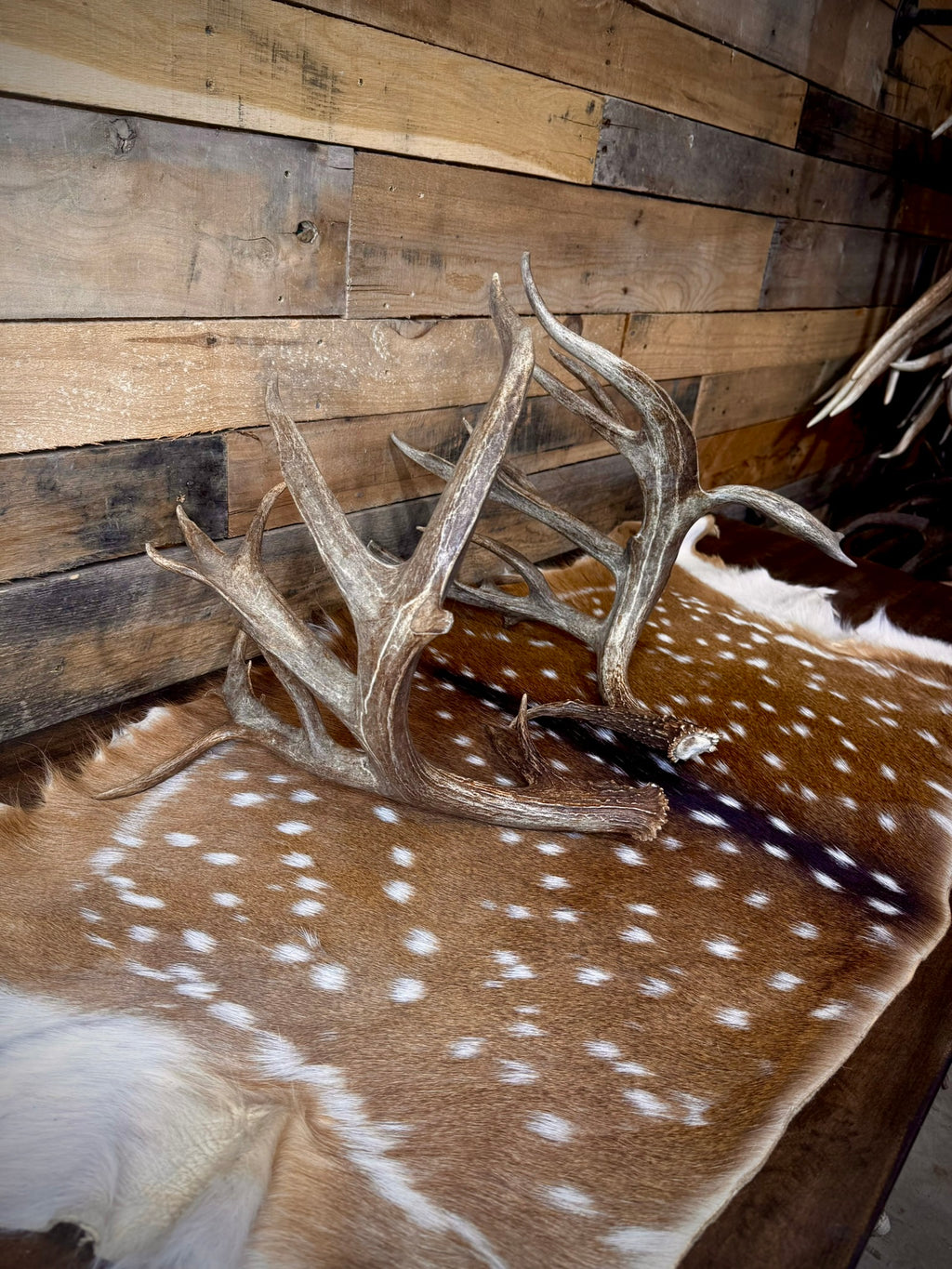 213" Giant Matching Pair of Whitetail Sheds | Non-Typical | Drop Tine