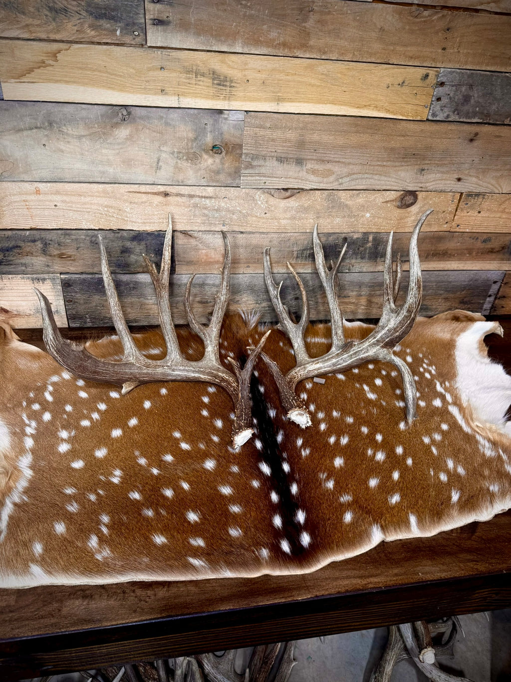 213" Giant Matching Pair of Whitetail Sheds | Non-Typical | Drop Tine