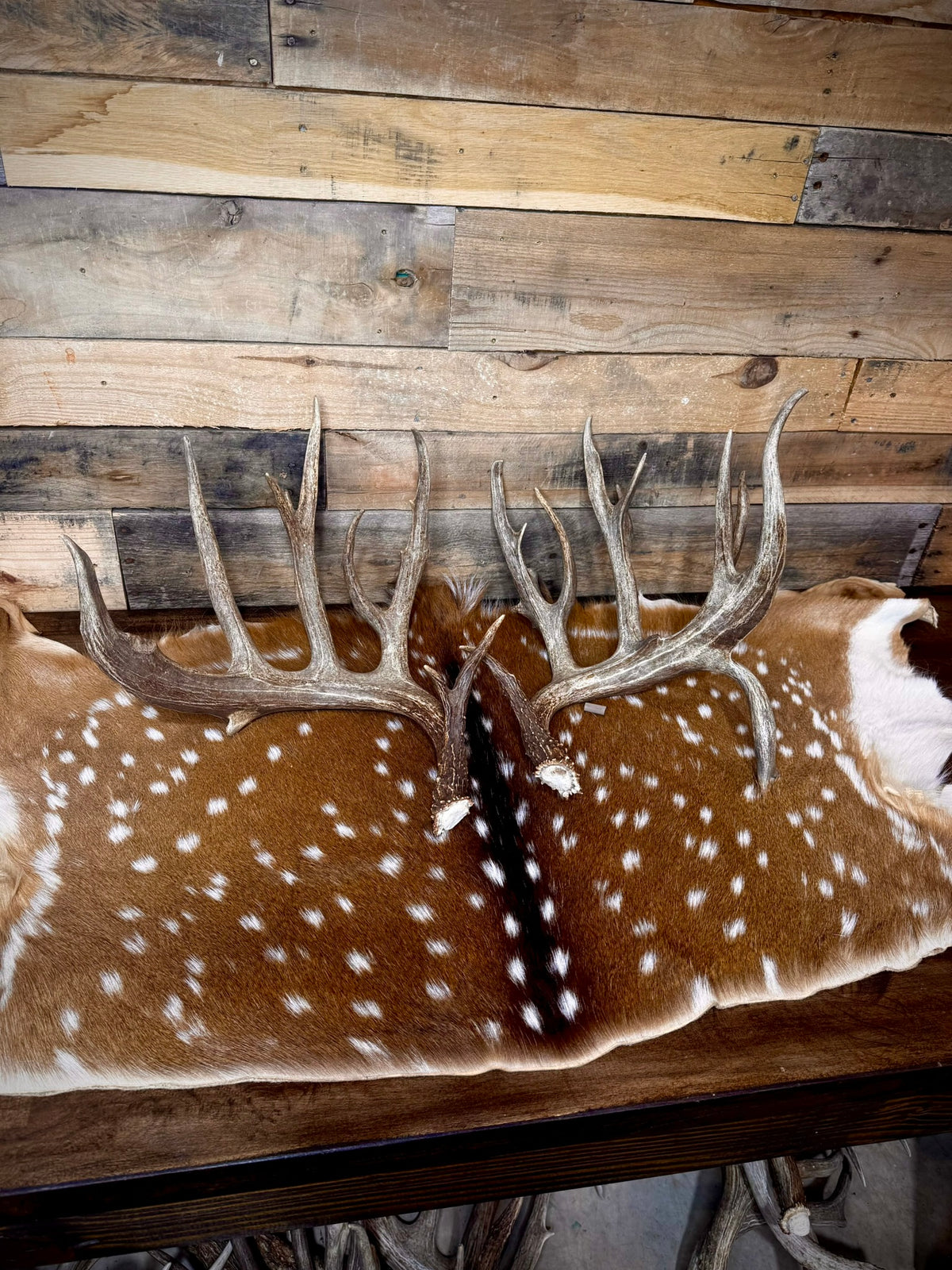 213" Giant Matching Pair of Whitetail Sheds | Non-Typical | Drop Tine