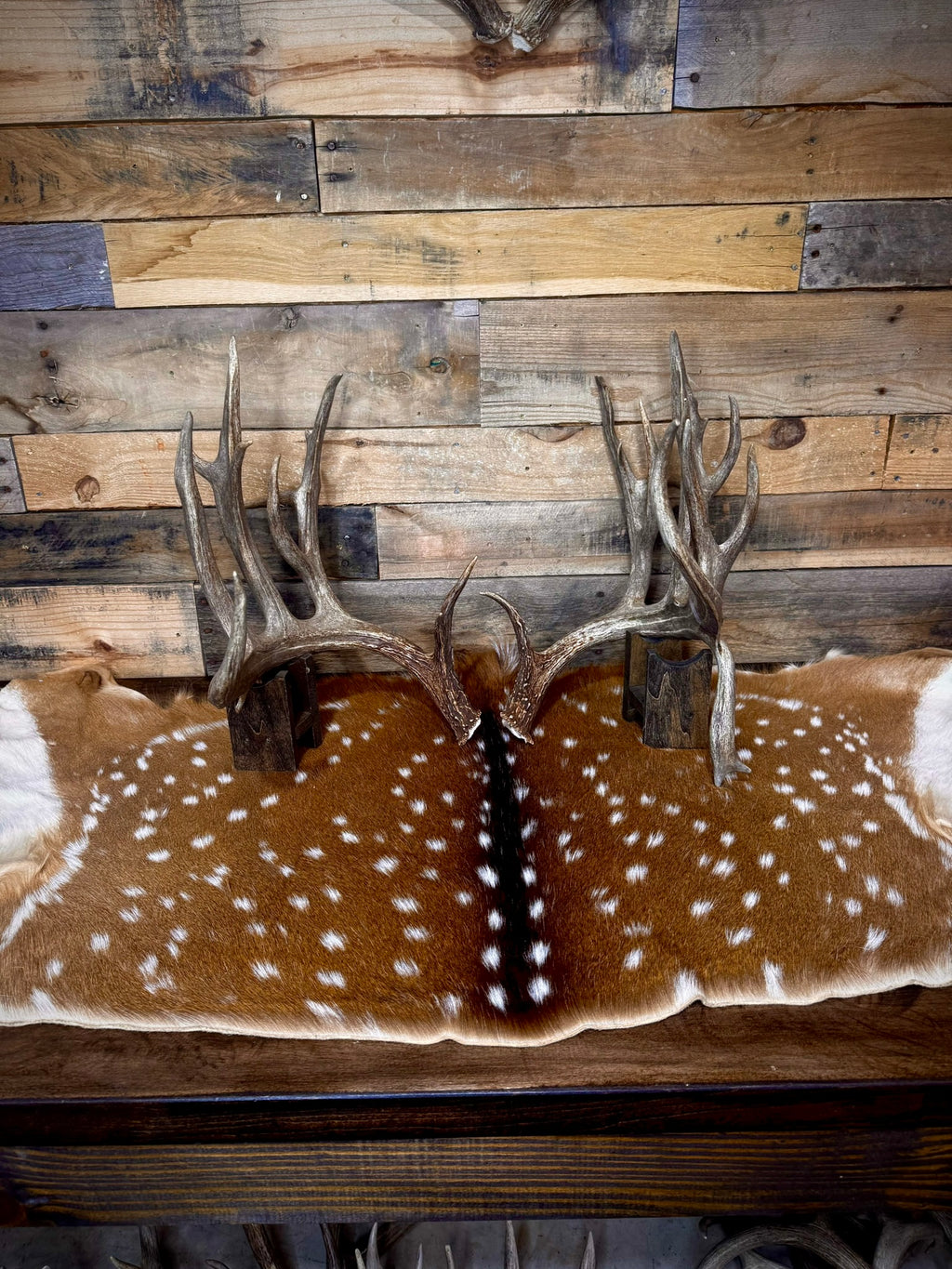 213" Giant Matching Pair of Whitetail Sheds | Non-Typical | Drop Tine