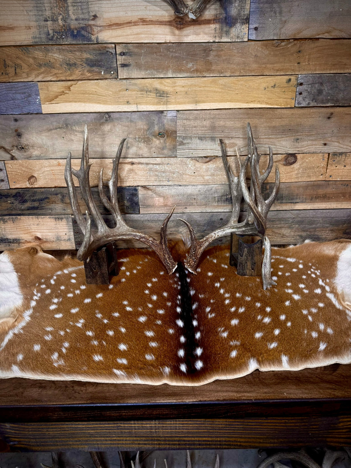 213" Giant Matching Pair of Whitetail Sheds | Non-Typical | Drop Tine