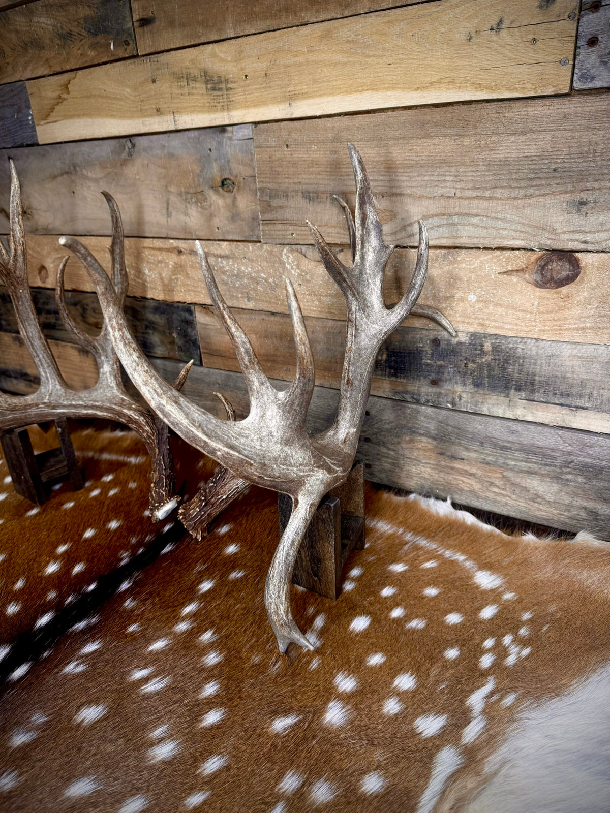 213" Giant Matching Pair of Whitetail Sheds | Non-Typical | Drop Tine