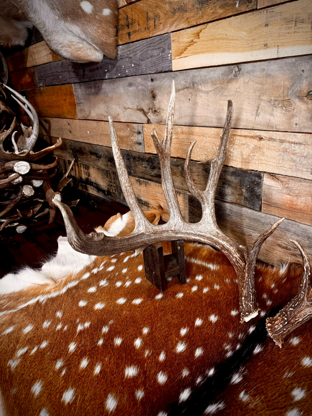 213" Giant Matching Pair of Whitetail Sheds | Non-Typical | Drop Tine