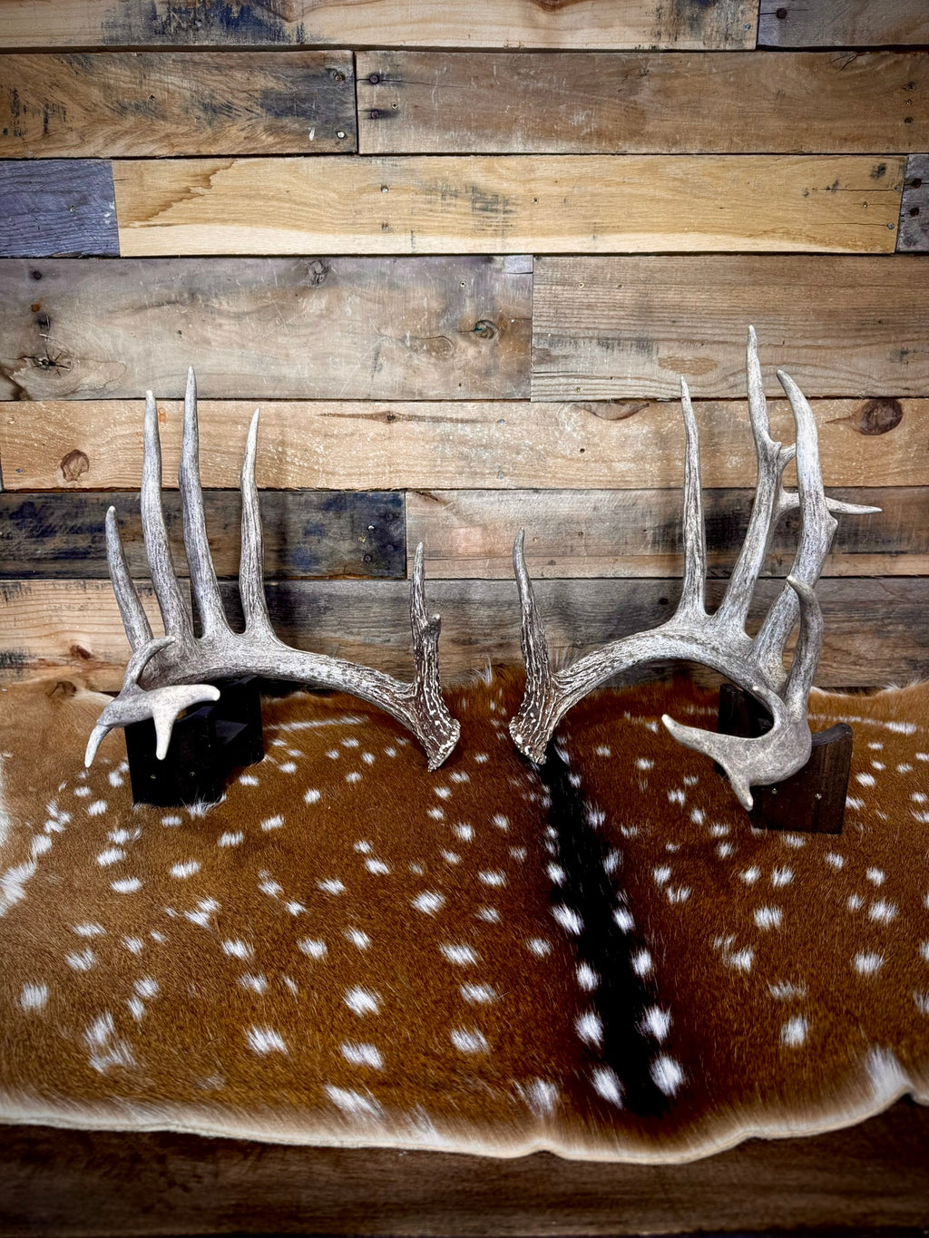 186" Matching Whitetail Deer Antlers | 14-Point Main-Frame Pair | 6 Drop Tines