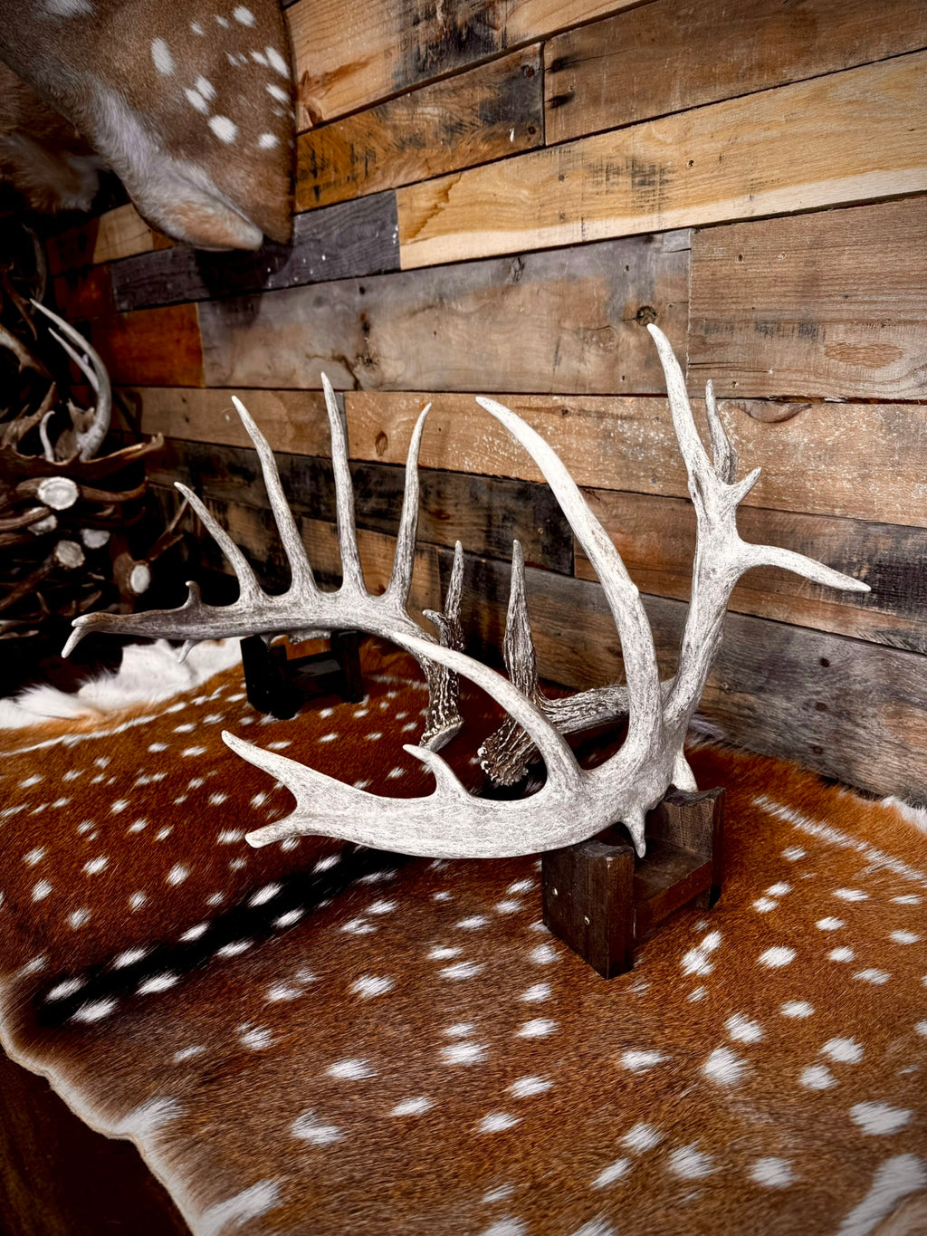 186" Matching Whitetail Deer Antlers | 14-Point Main-Frame Pair | 6 Drop Tines