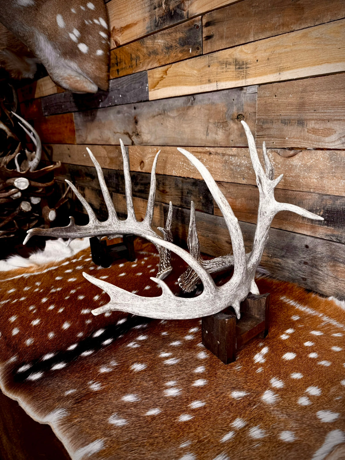 186" Matching Whitetail Deer Antlers | 14-Point Main-Frame Pair | 6 Drop Tines