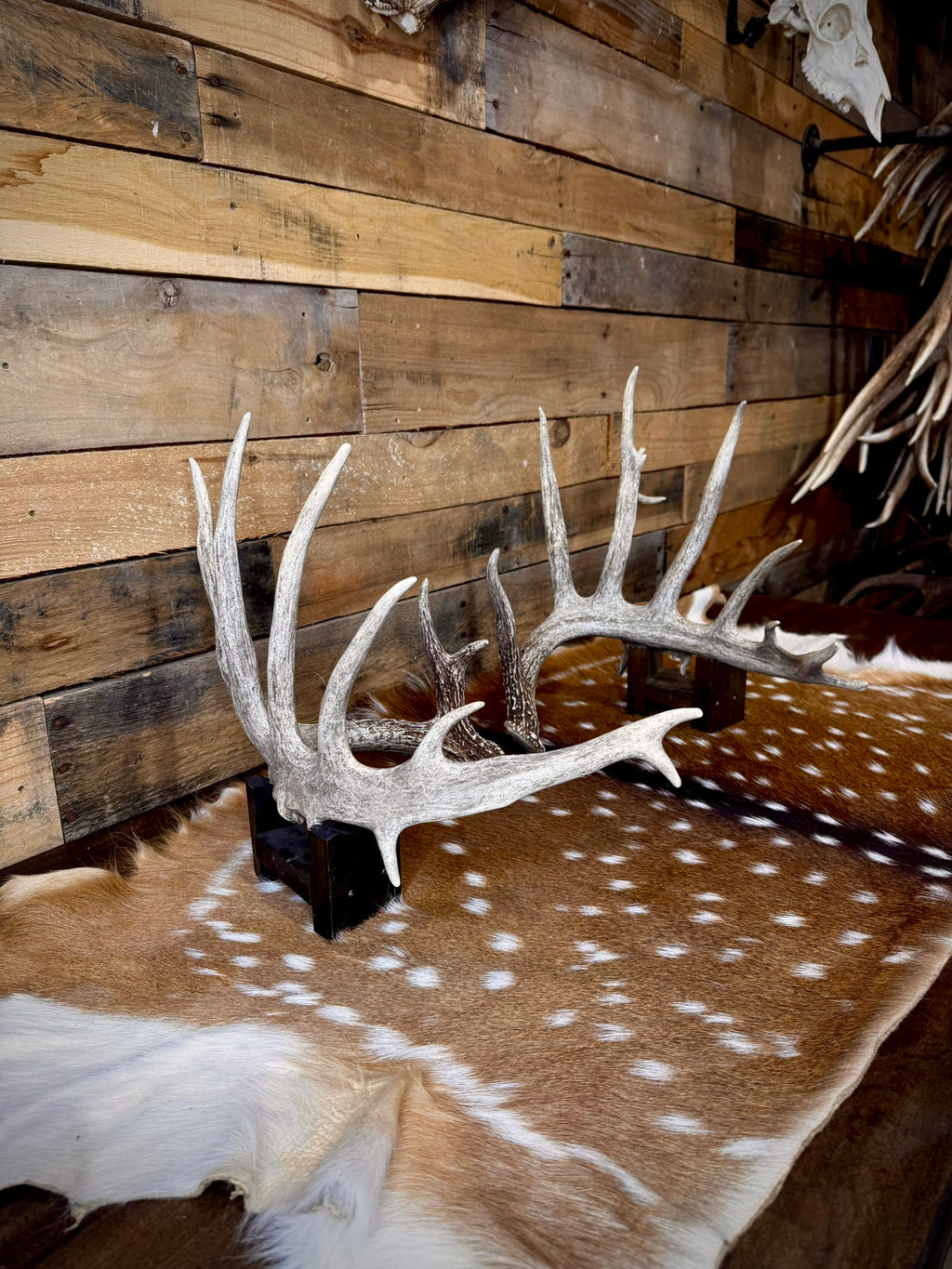 186" Matching Whitetail Deer Antlers | 14-Point Main-Frame Pair | 6 Drop Tines