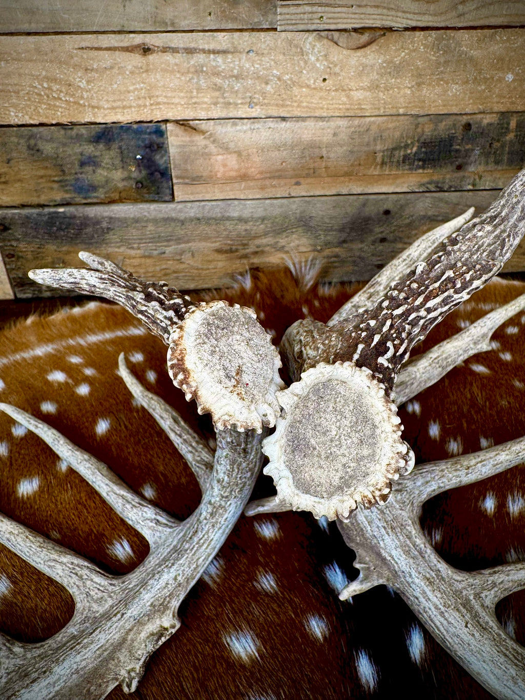 186" Matching Whitetail Deer Antlers | 14-Point Main-Frame Pair | 6 Drop Tines