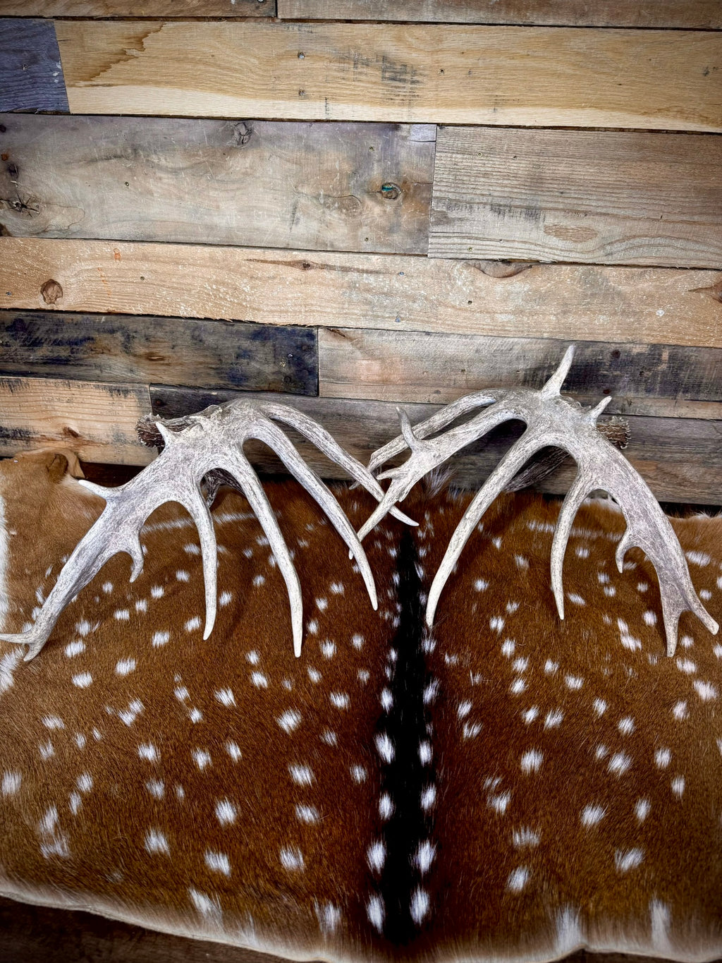 186" Matching Whitetail Deer Antlers | 14-Point Main-Frame Pair | 6 Drop Tines
