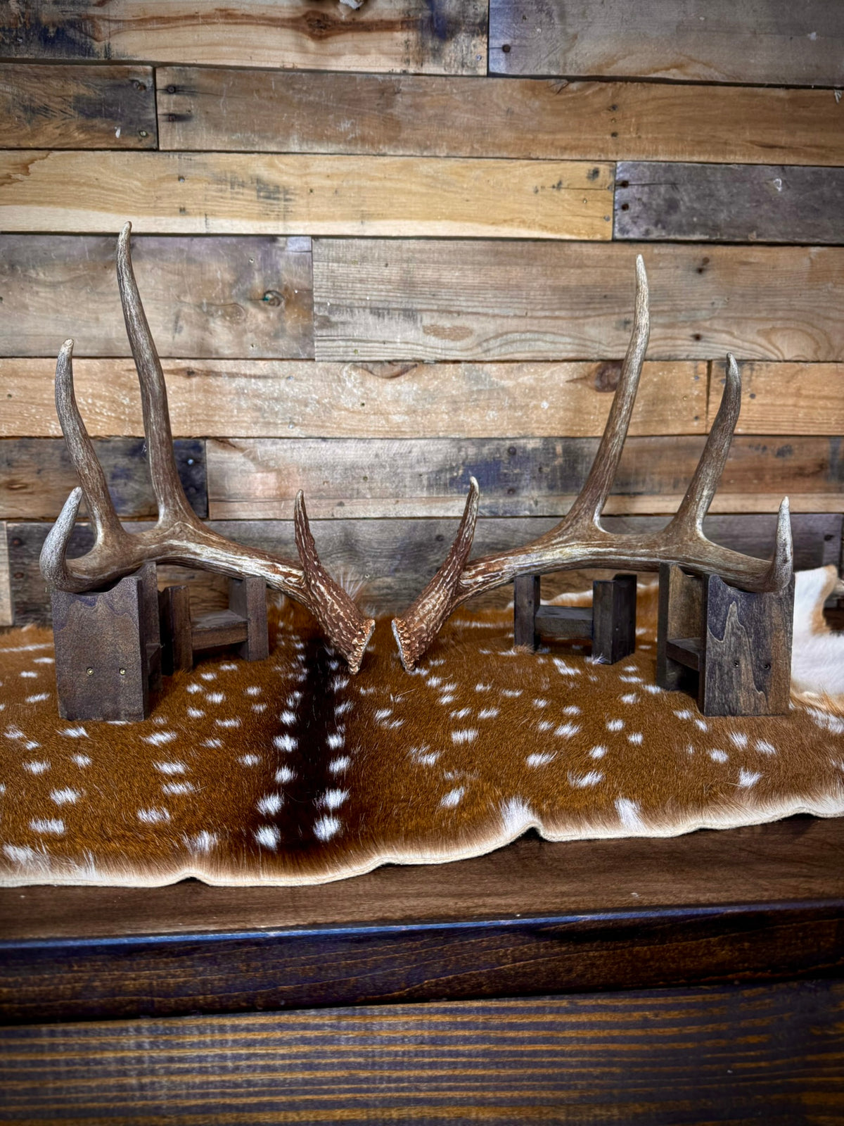132" Matching Pair Whitetail Antler Sheds | Extra Large | Premium Color