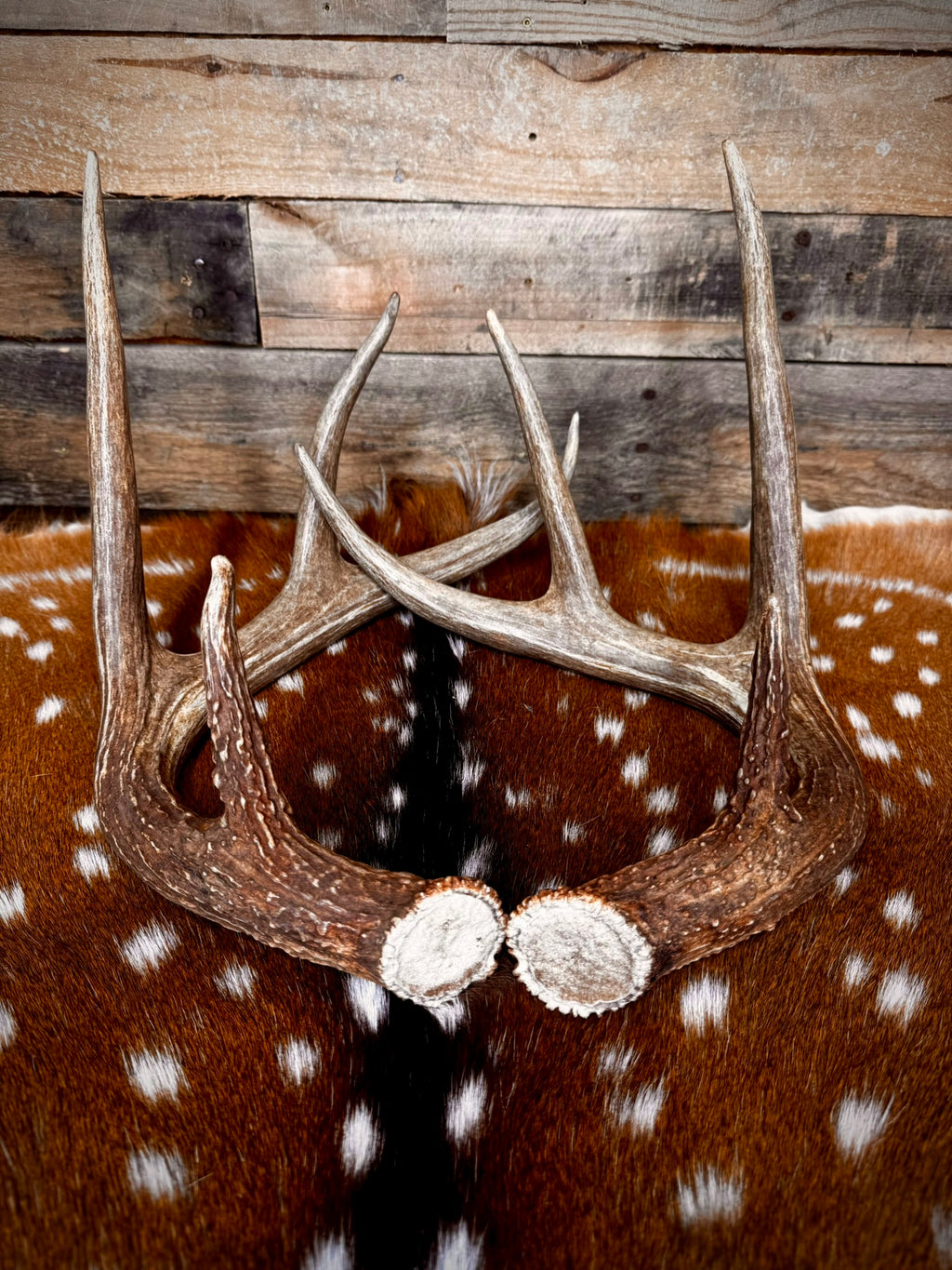 132" Matching Pair Whitetail Antler Sheds | Extra Large | Premium Color