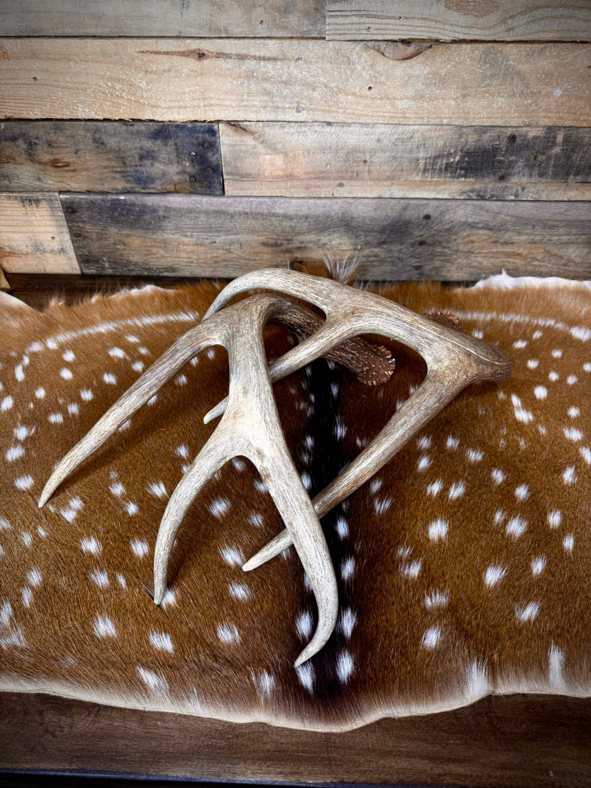 132" Matching Pair Whitetail Antler Sheds | Extra Large | Premium Color