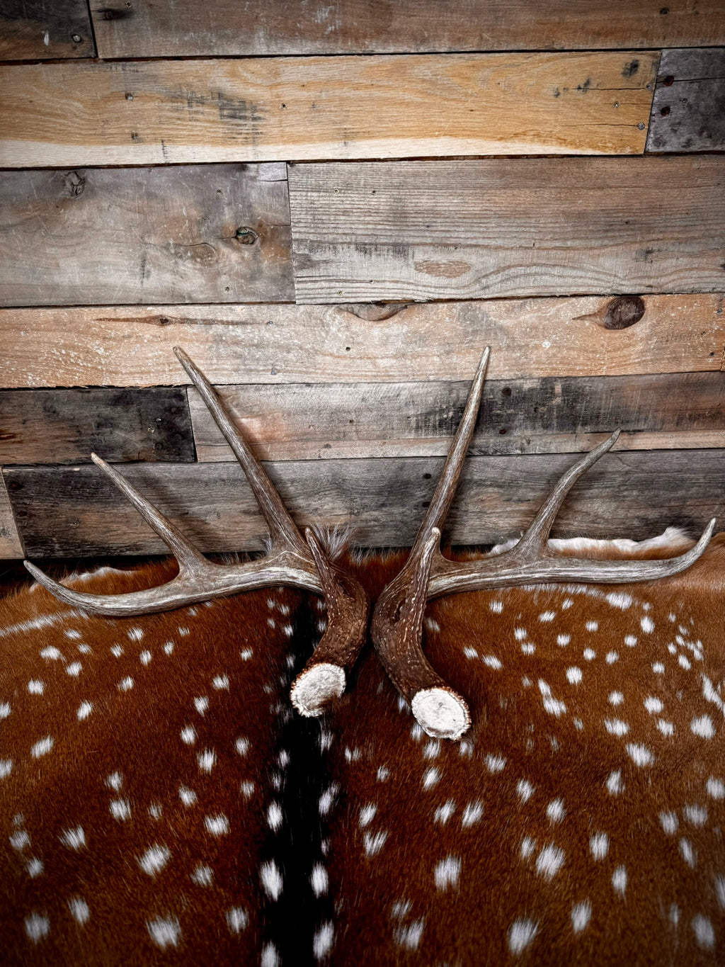 132" Matching Pair Whitetail Antler Sheds | Extra Large | Premium Color