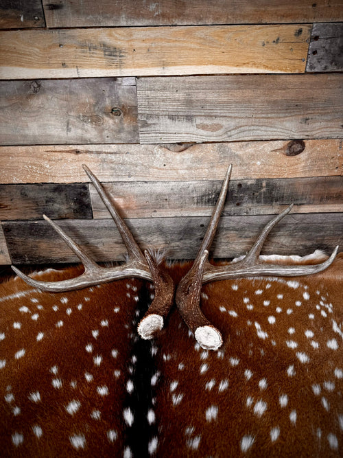 132" Matching Pair Whitetail Antler Sheds | Extra Large | Premium Color