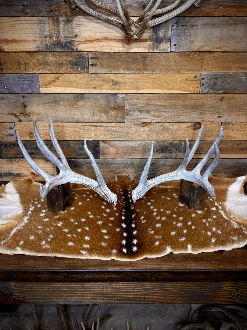 170" Matching Pair of Weathered Whitetail Sheds | D-Grade | Giant Brow Tines