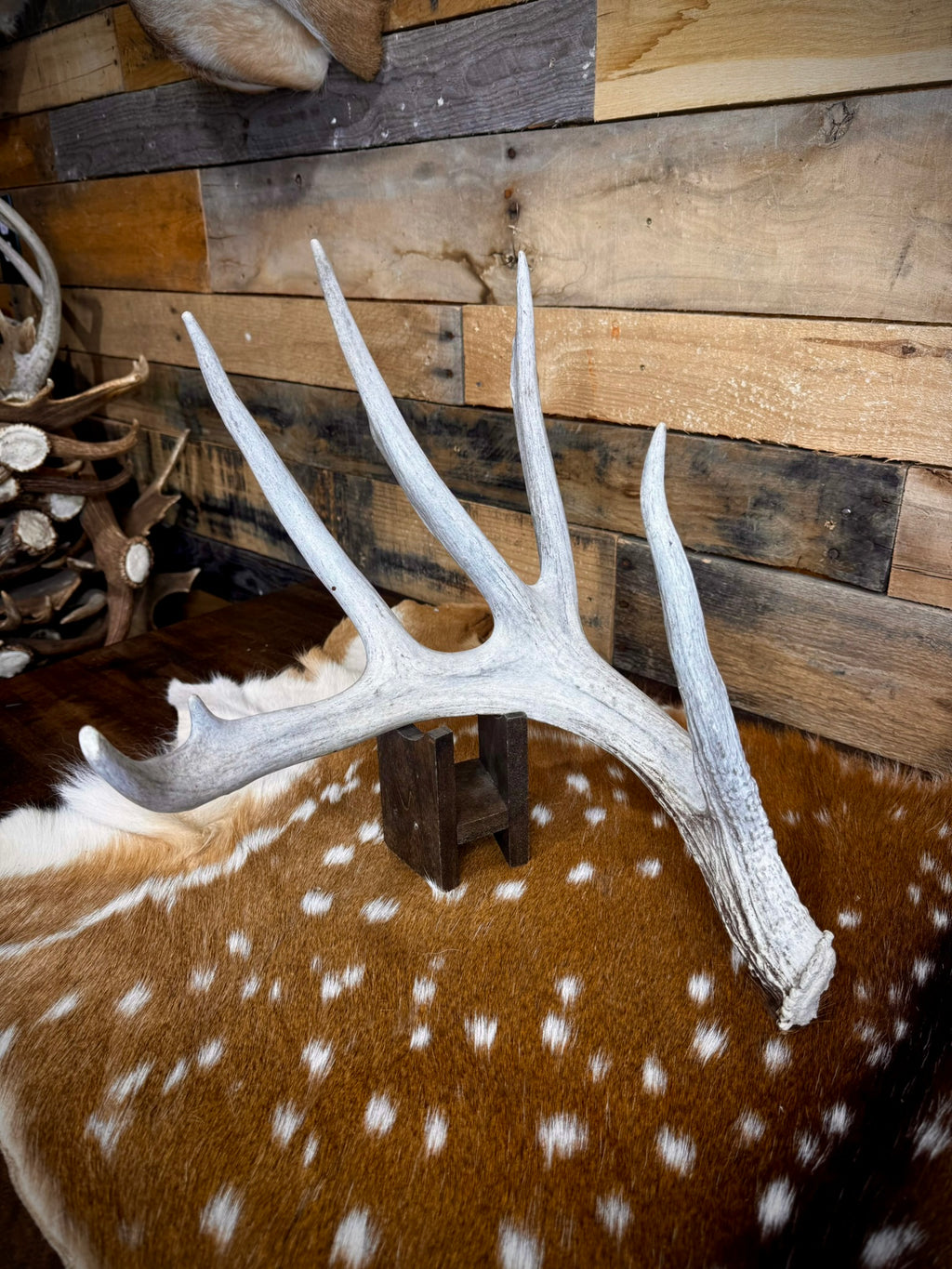 170" Matching Pair of Weathered Whitetail Sheds | D-Grade | Giant Brow Tines