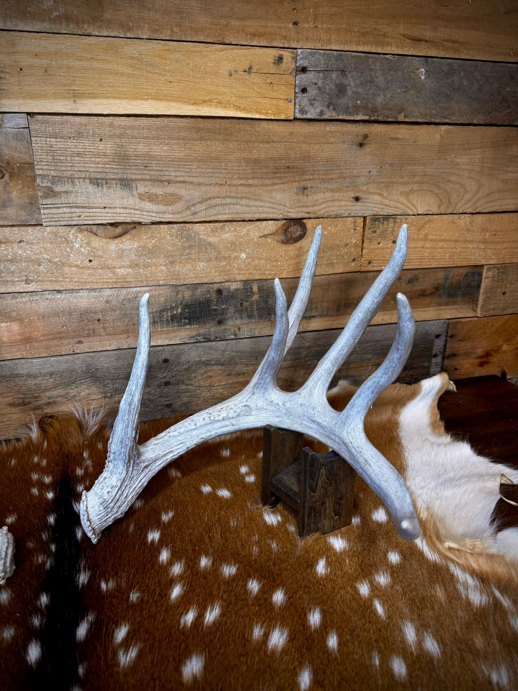 170" Matching Pair of Weathered Whitetail Sheds | D-Grade | Giant Brow Tines