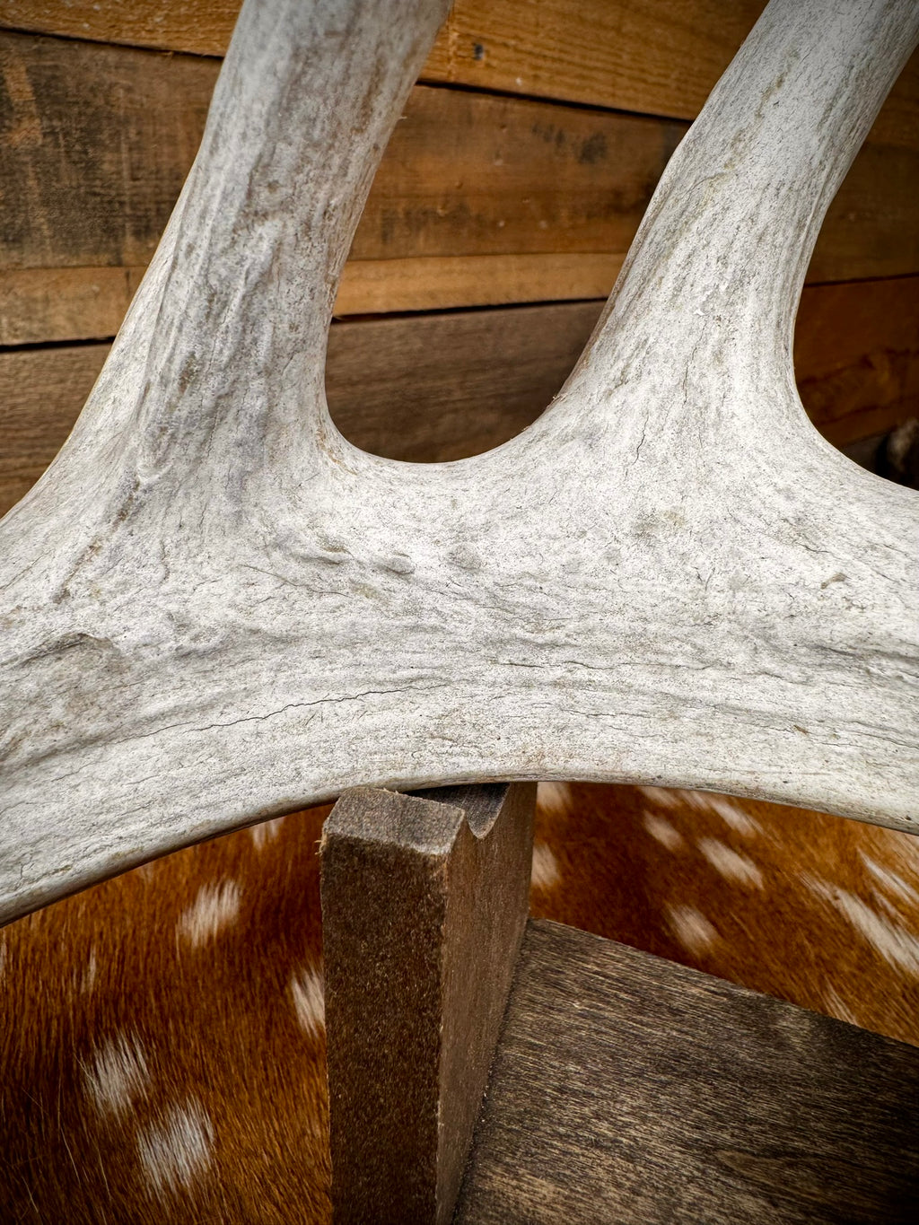 170" Matching Pair of Weathered Whitetail Sheds | D-Grade | Giant Brow Tines