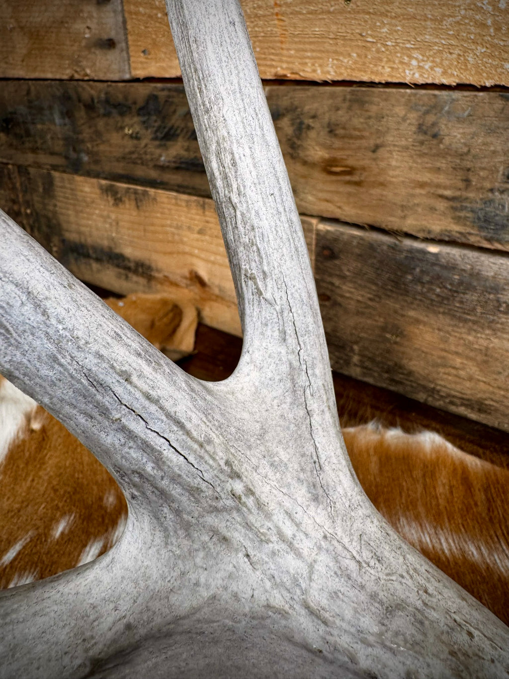170" Matching Pair of Weathered Whitetail Sheds | D-Grade | Giant Brow Tines