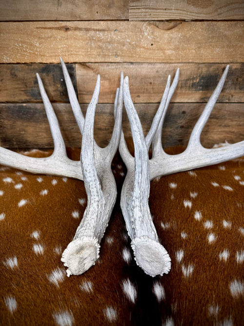 170" Matching Pair of Weathered Whitetail Sheds | D-Grade | Giant Brow Tines