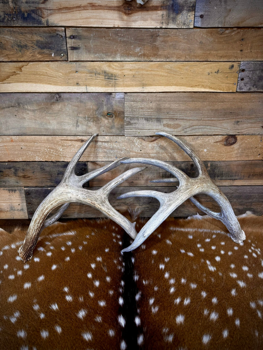170" Matching Pair of Weathered Whitetail Sheds | D-Grade | Giant Brow Tines