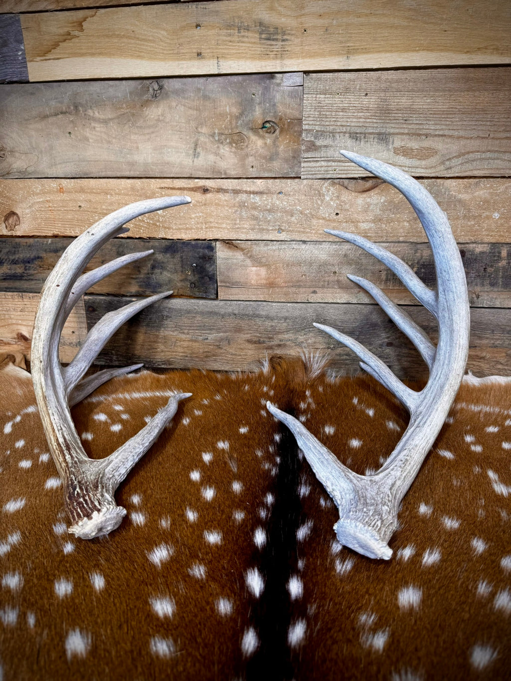 170" Matching Pair of Weathered Whitetail Sheds | D-Grade | Giant Brow Tines