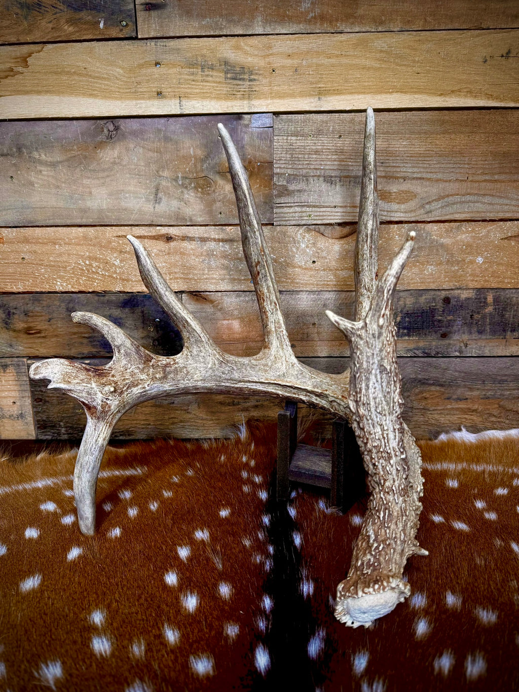 Giant 86" Trophy Whitetail Antler Shed | Drop Tine | Extremely Heavy Mass