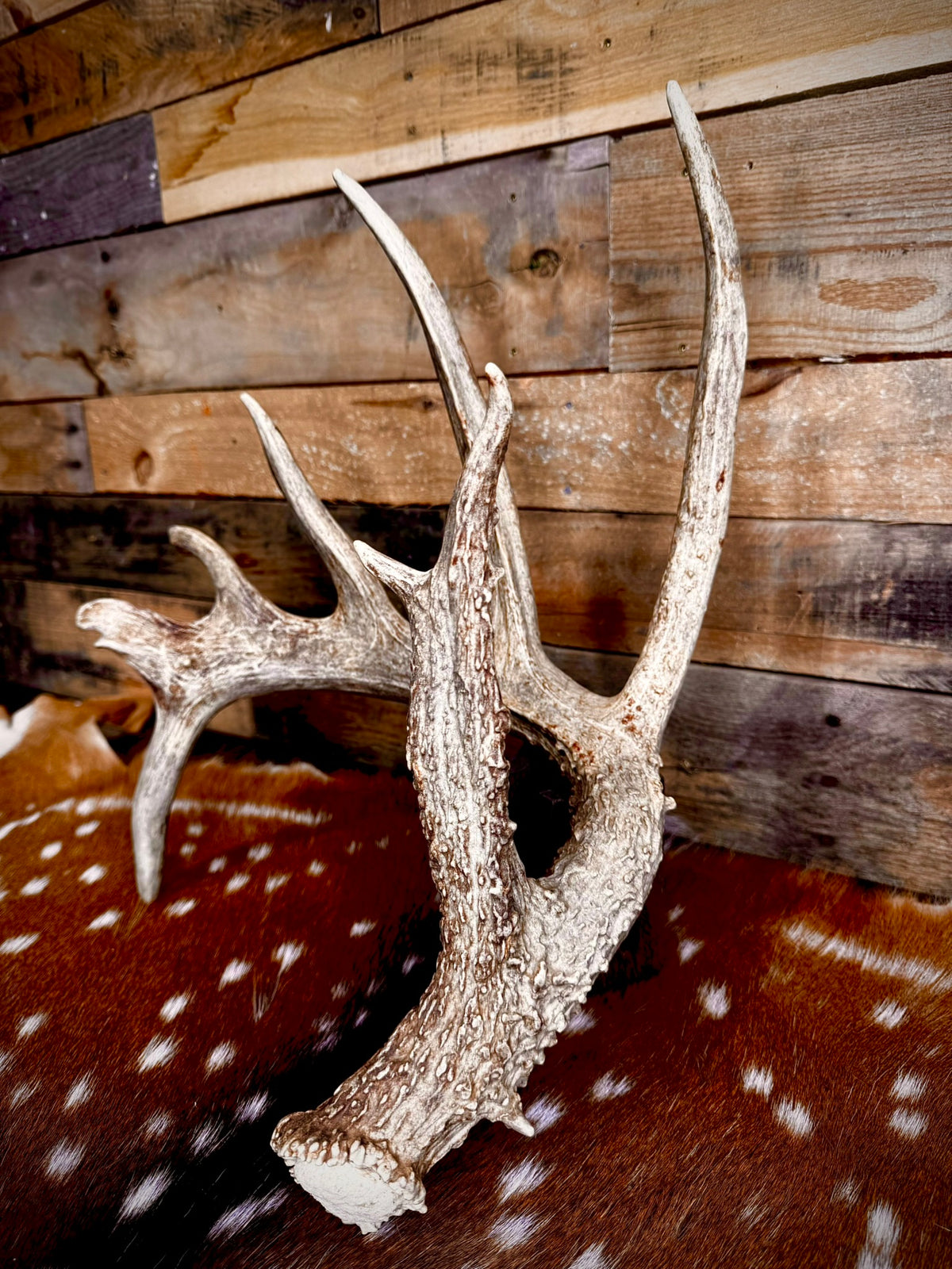 Giant 86" Trophy Whitetail Antler Shed | Drop Tine | Extremely Heavy Mass