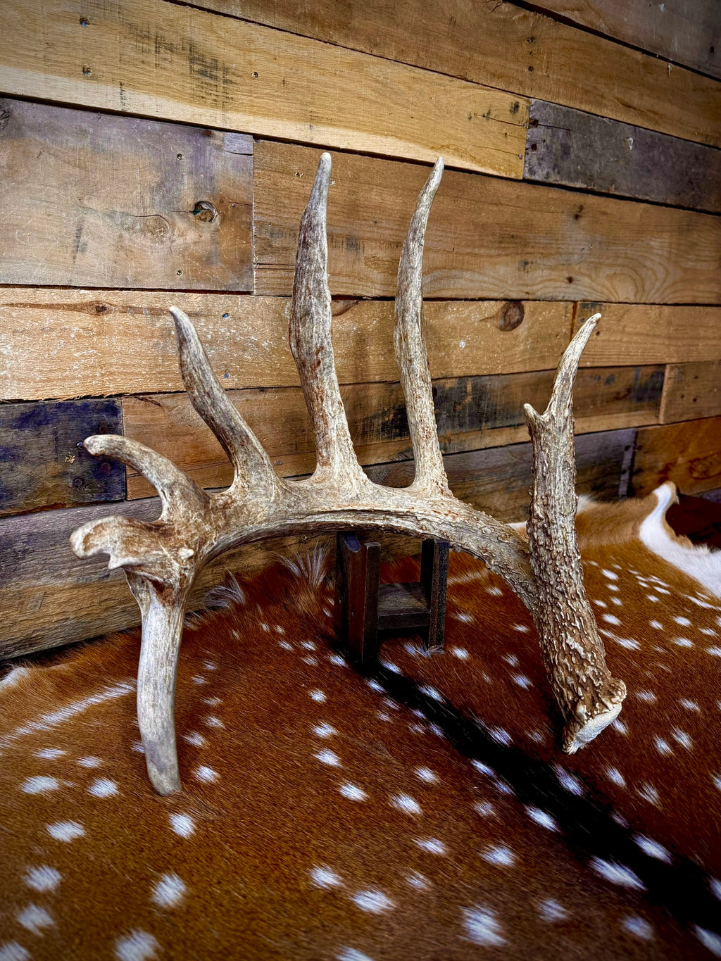 Giant 86" Trophy Whitetail Antler Shed | Drop Tine | Extremely Heavy Mass
