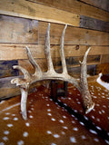 Giant 86" Trophy Whitetail Antler Shed | Drop Tine | Extremely Heavy Mass