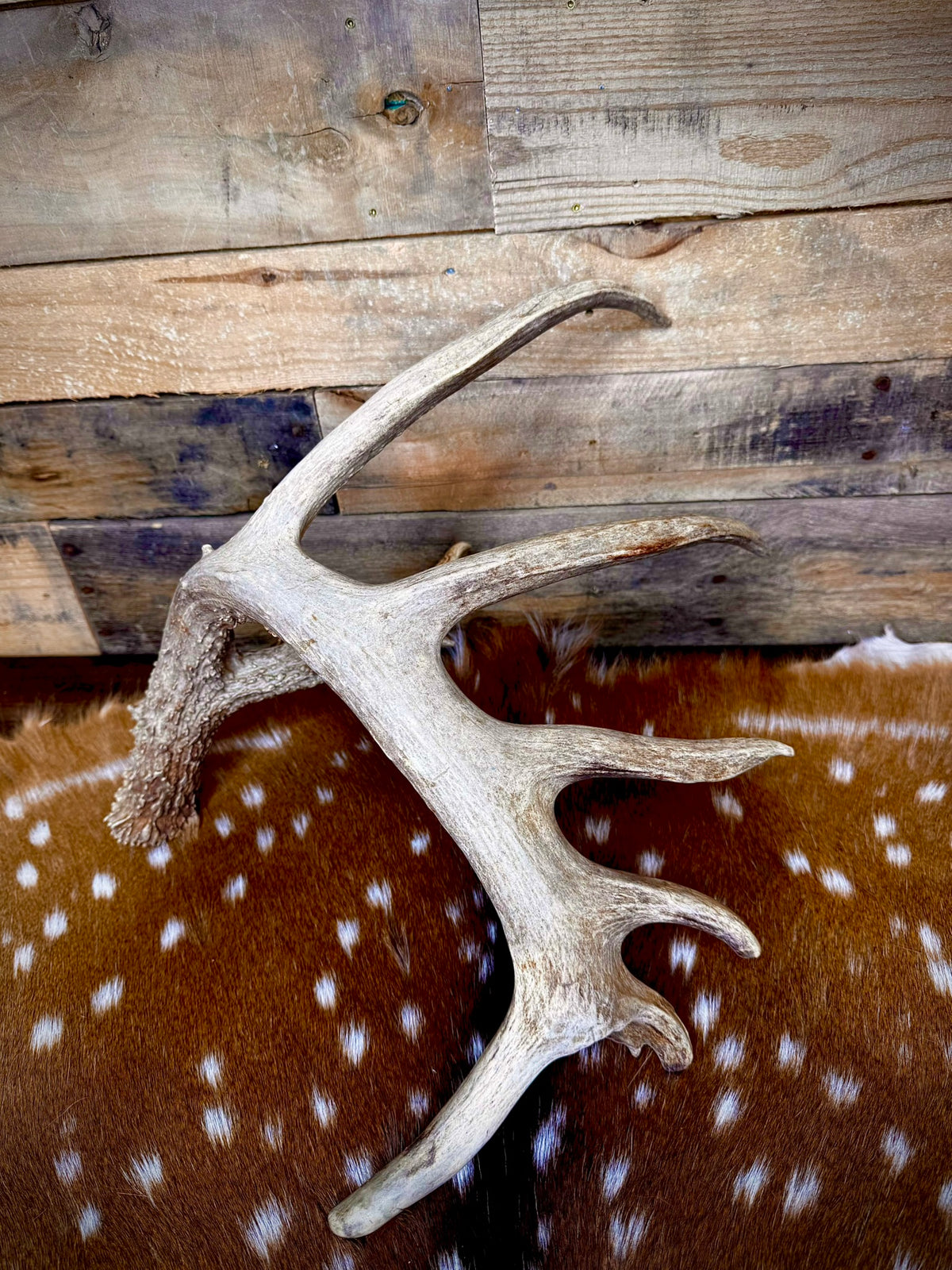 Giant 86" Trophy Whitetail Antler Shed | Drop Tine | Extremely Heavy Mass