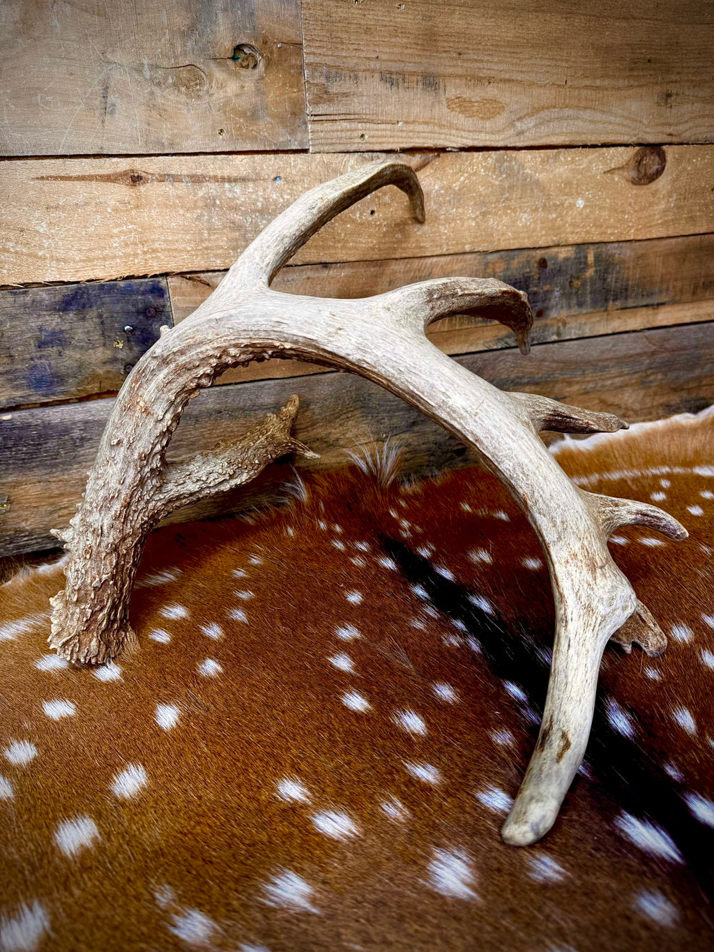 Giant 86" Trophy Whitetail Antler Shed | Drop Tine | Extremely Heavy Mass