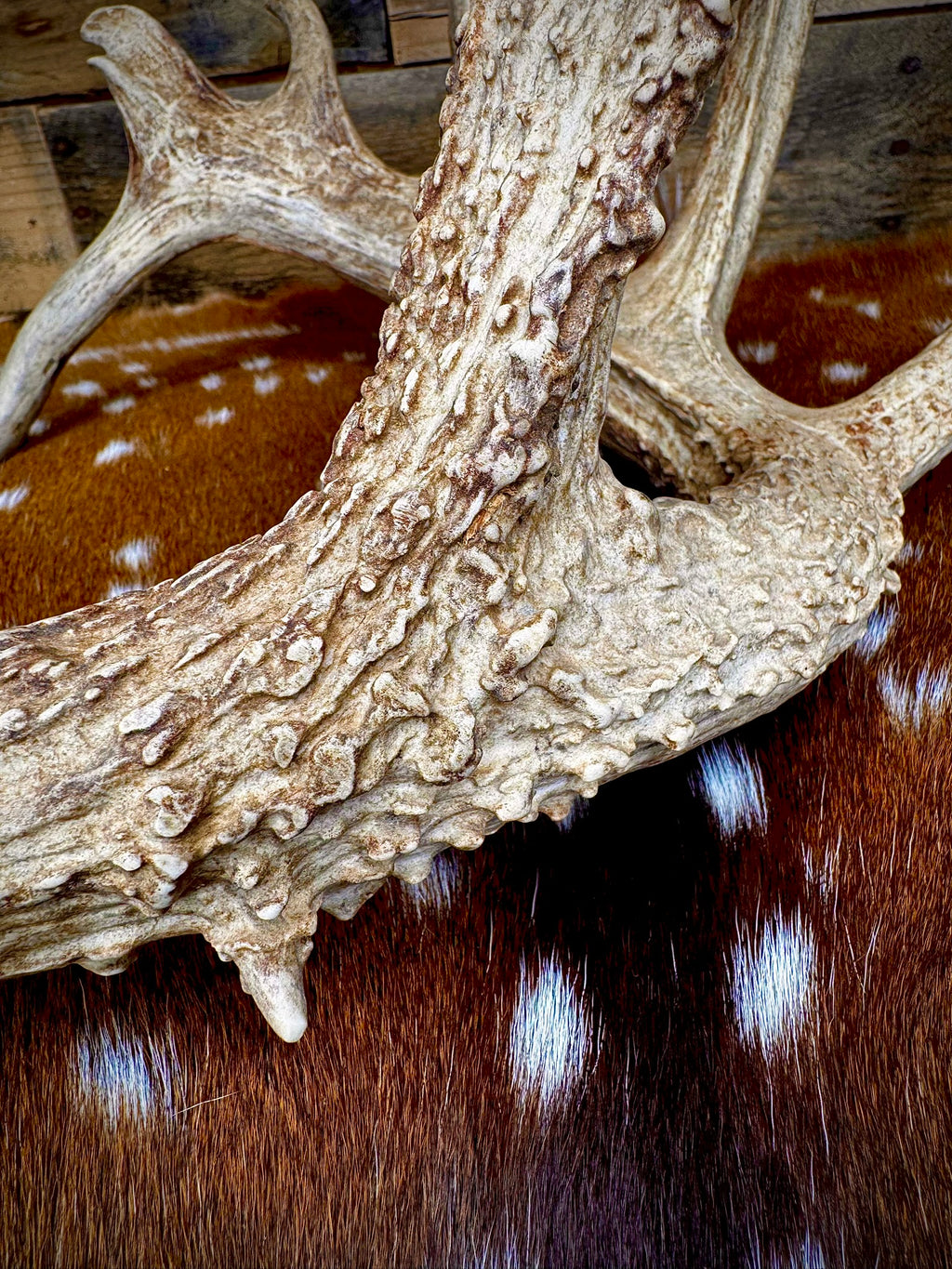 Giant 86" Trophy Whitetail Antler Shed | Drop Tine | Extremely Heavy Mass