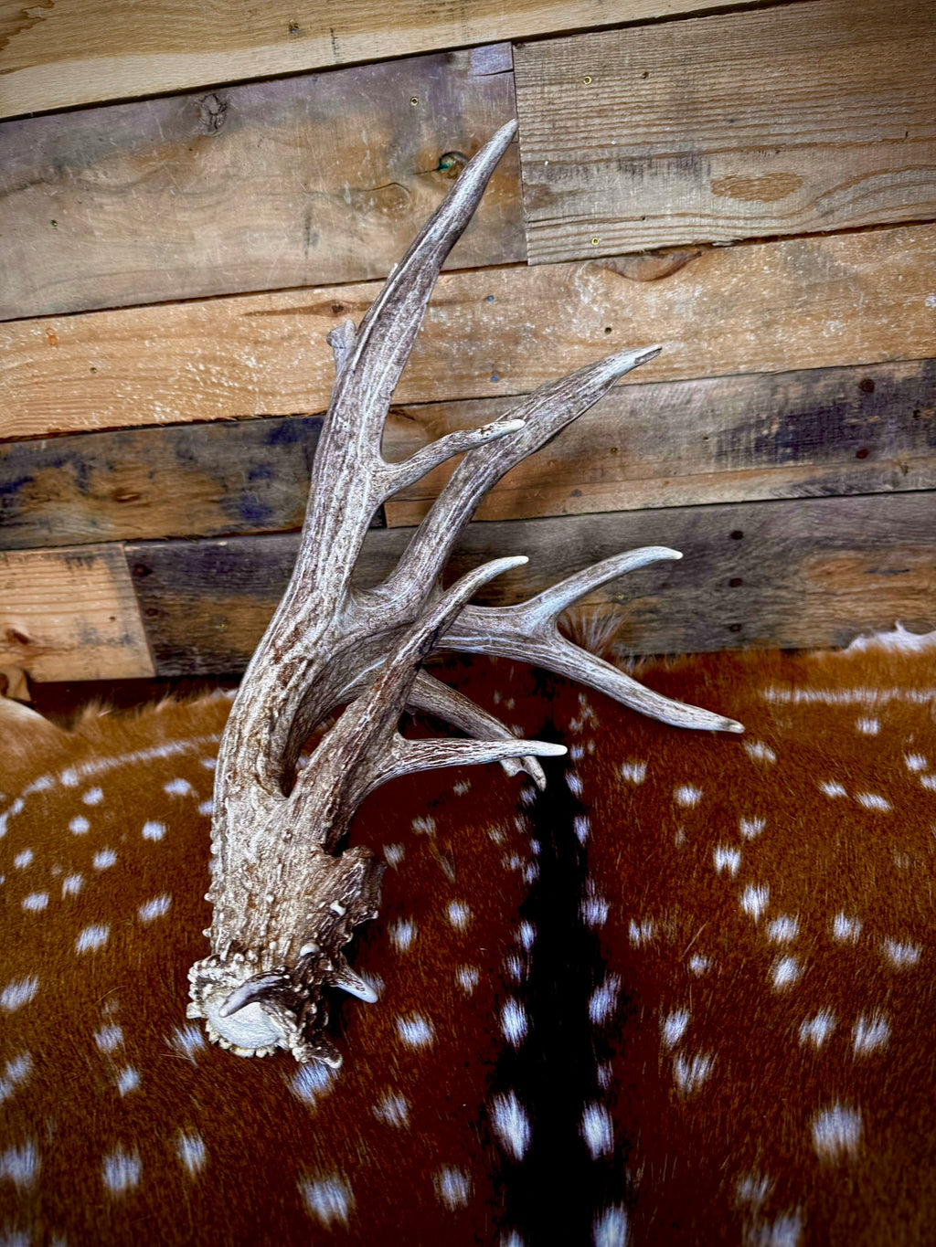 97" Giant Non-Typical Whitetail Shed | 13 Points | Self-Standing | Double Burr