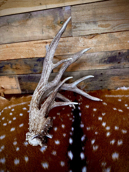 97" Giant Non-Typical Whitetail Shed | 13 Points | Self-Standing | Double Burr