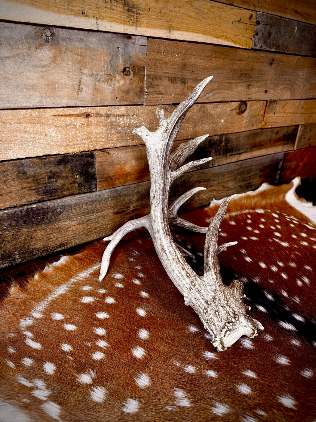 97" Giant Non-Typical Whitetail Shed | 13 Points | Self-Standing | Double Burr