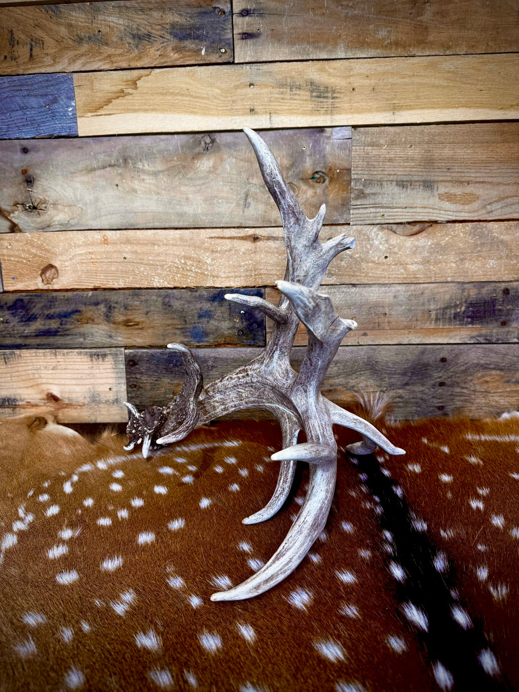 97" Giant Non-Typical Whitetail Shed | 13 Points | Self-Standing | Double Burr