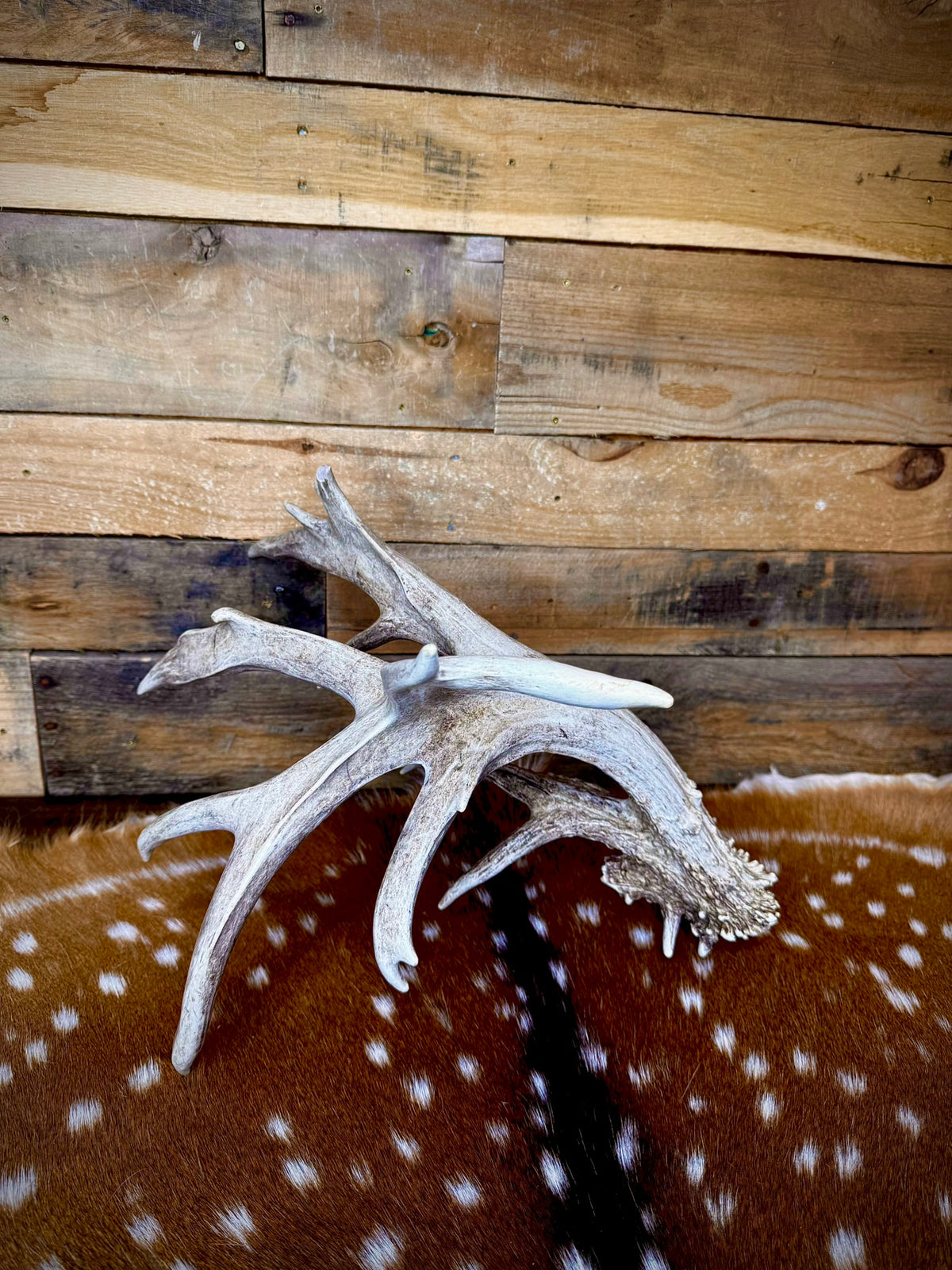 97" Giant Non-Typical Whitetail Shed | 13 Points | Self-Standing | Double Burr