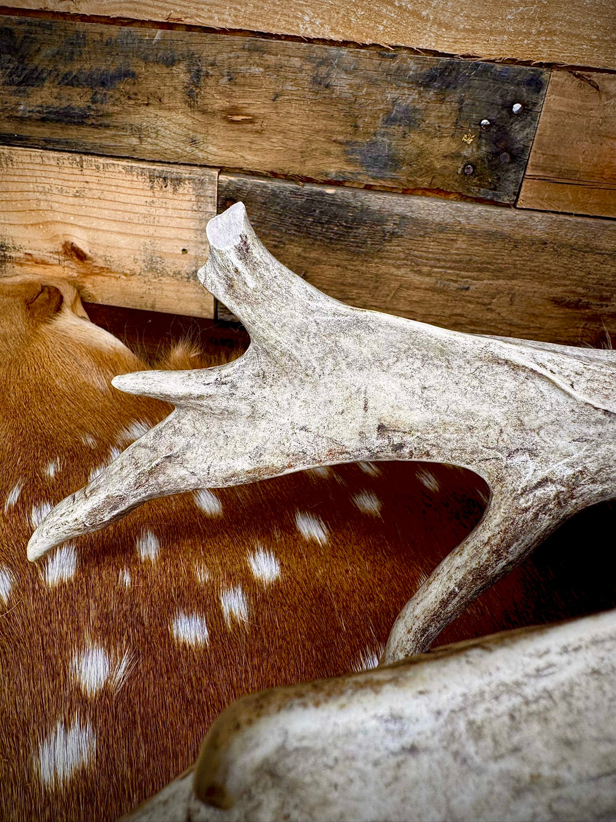 97" Giant Non-Typical Whitetail Shed | 13 Points | Self-Standing | Double Burr