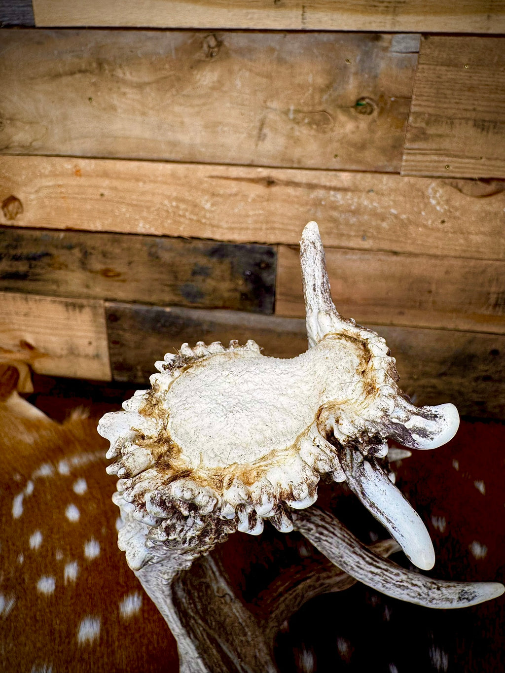97" Giant Non-Typical Whitetail Shed | 13 Points | Self-Standing | Double Burr