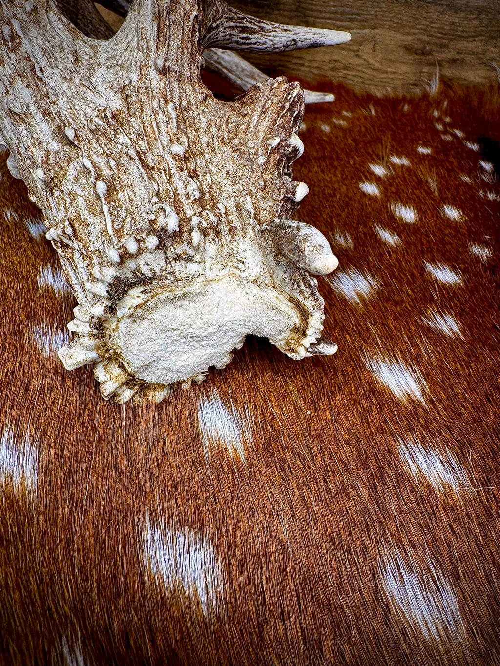 97" Giant Non-Typical Whitetail Shed | 13 Points | Self-Standing | Double Burr