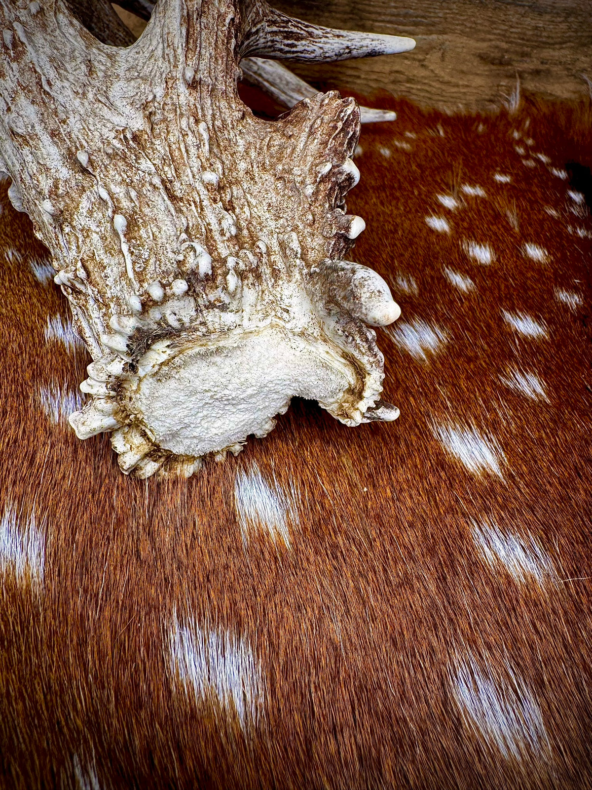 97" Giant Non-Typical Whitetail Shed | 13 Points | Self-Standing | Double Burr